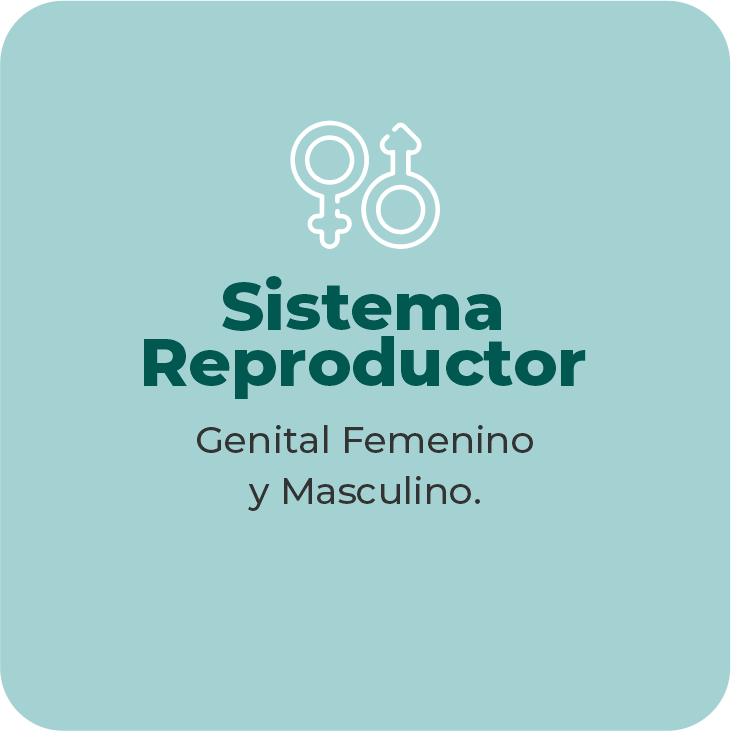 Genital Femenino y Masculino.